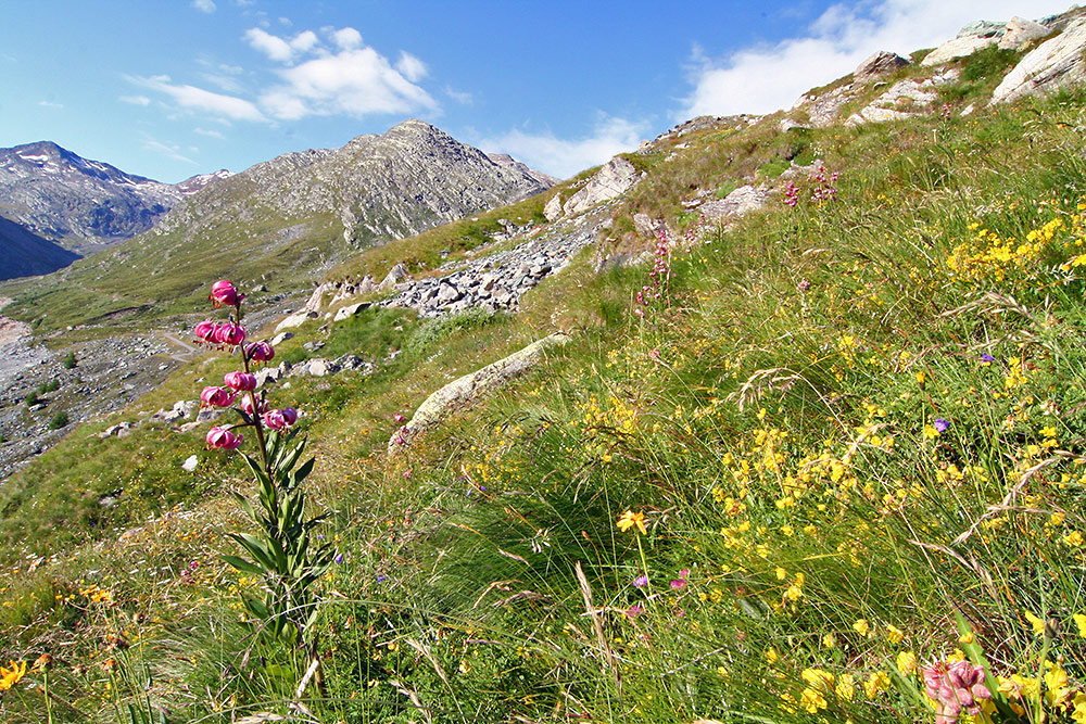 Lilium Martagon am 27.07. in 2300 m am Walliser Mattmark , dem größten...