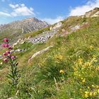 Lilium Martagon am 27.07. in 2300 m am Walliser Mattmark , dem größten...