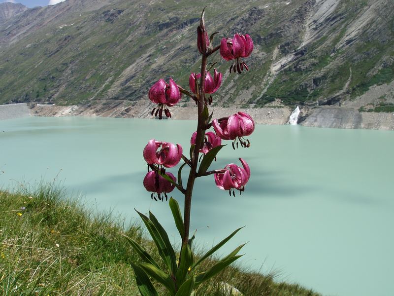 Lilium martagon am Mattmark im Saastal