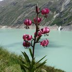 Lilium martagon am Mattmark im Saastal