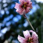 Lilium martagon