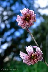 Lilium martagon