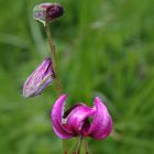 Lilium martagon