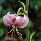 Lilium martagon, der herrliche Türkenbund hier mit einem Ausschnitt einer Blüte...