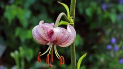 Lilium martagon, der herrliche Türkenbund hier mit einem Ausschnitt einer Blüte...