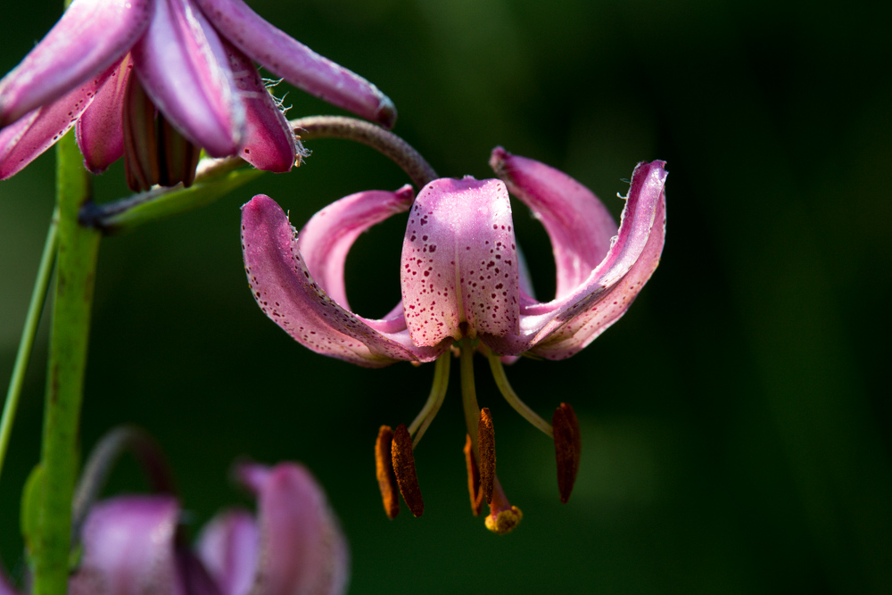 Lilium martagon