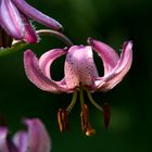 Lilium martagon