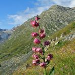 Lilium Martagon hier größer