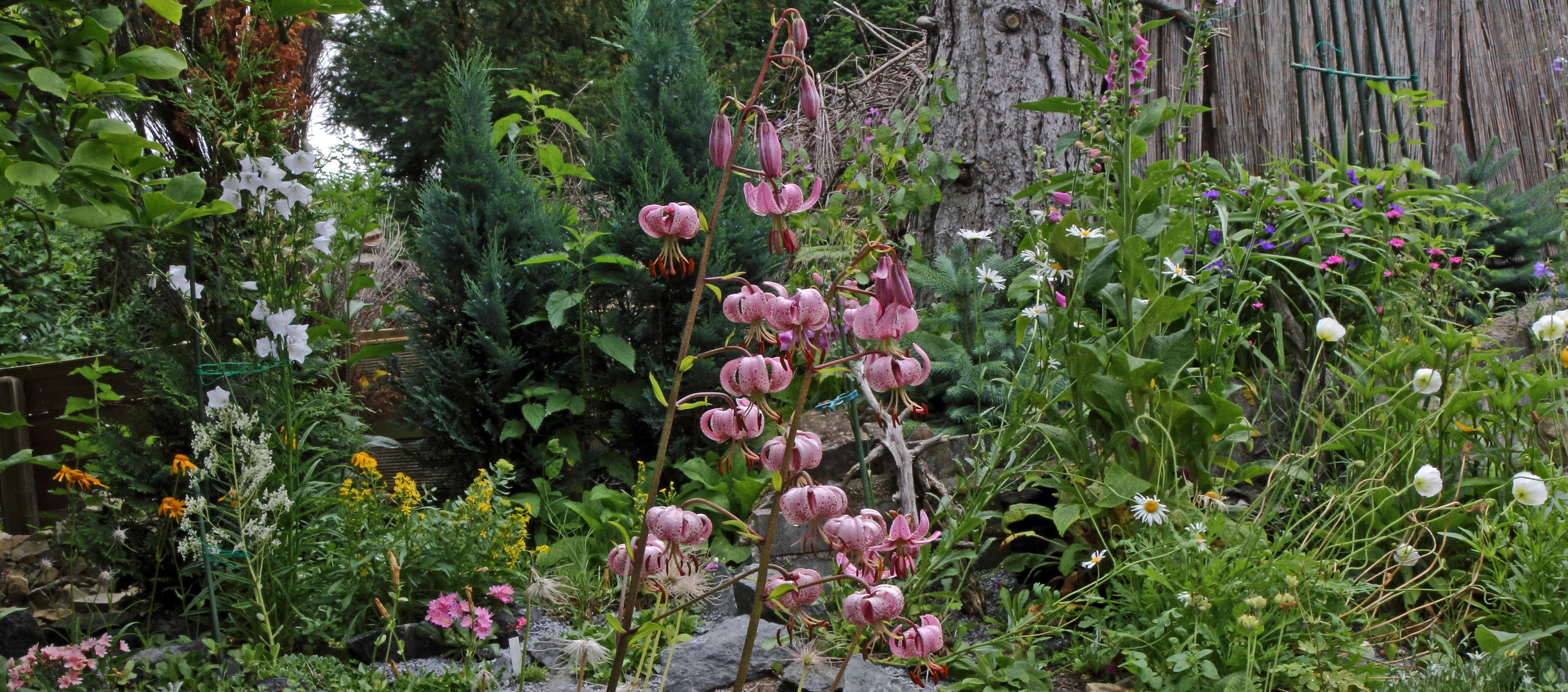 Lilium martagon im Mittelpunkt