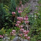 Lilium martagon im Mittelpunkt