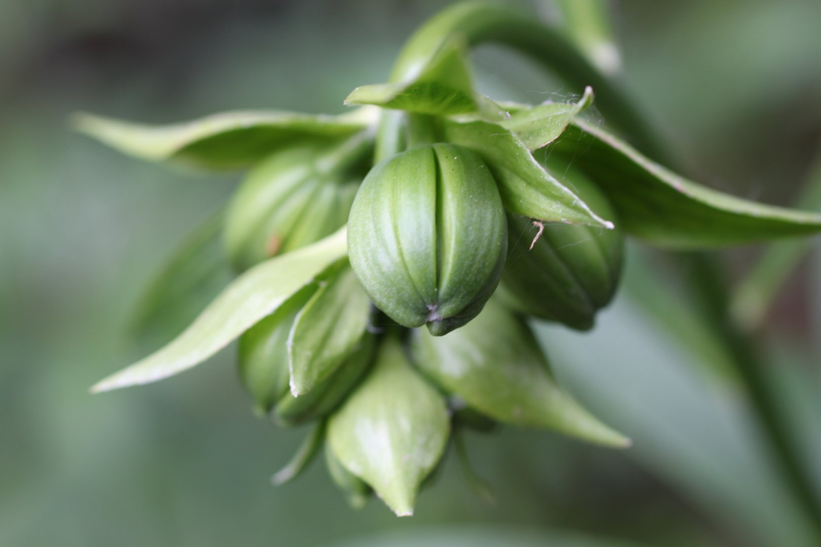 Lilium martagon knospig