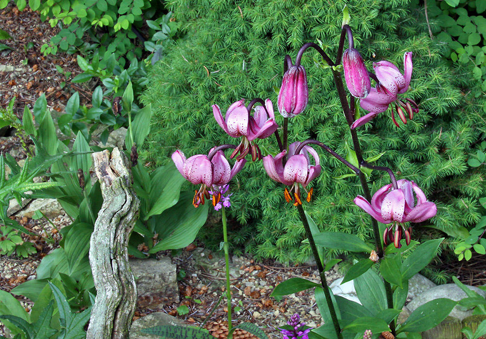 Lilium martagon - Türkenbund