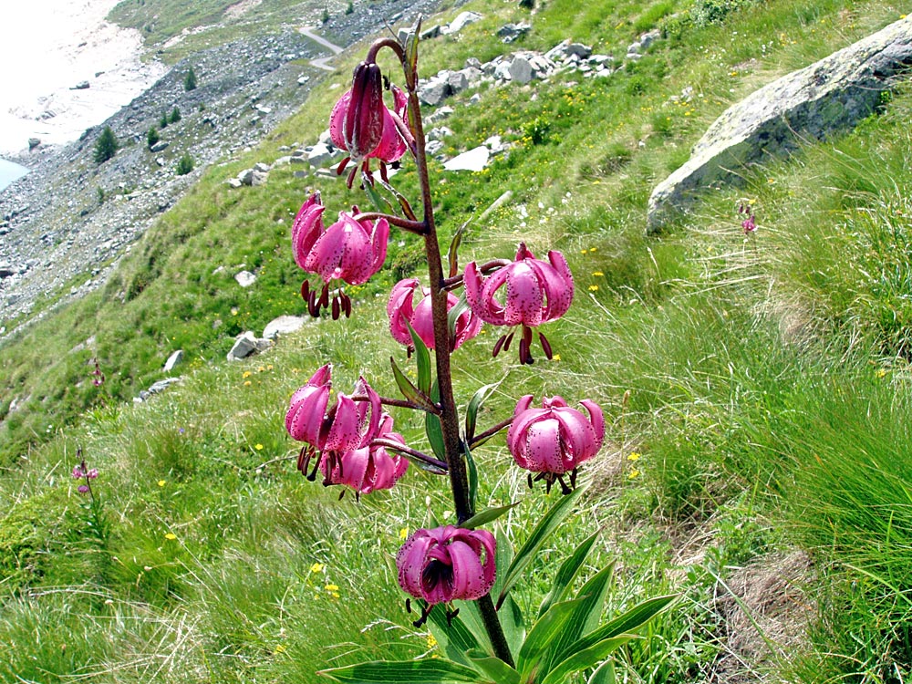 Lilium martagon - Türkenbund