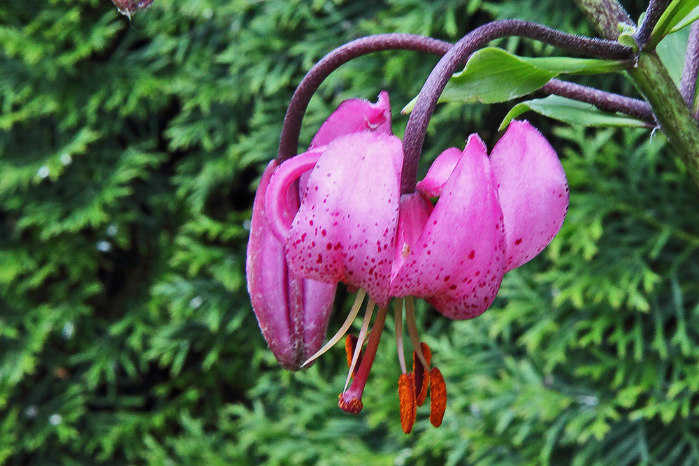 Lilium martagon - Türkenbund