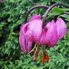 Lilium martagon - Türkenbund