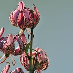 Lilium martagon - Türkenbund am Mattmark , Ausschnitt