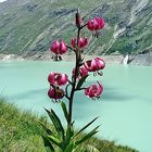 Lilium martagon - Türkenbund