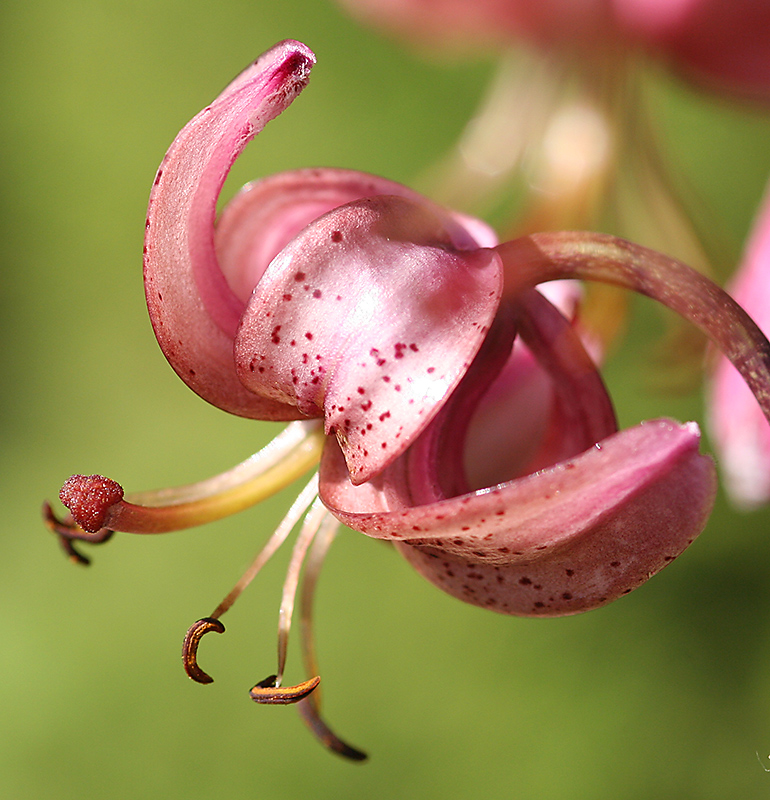 Lilium martagon - Türkenbund im Alpinum