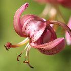 Lilium martagon - Türkenbund im Alpinum