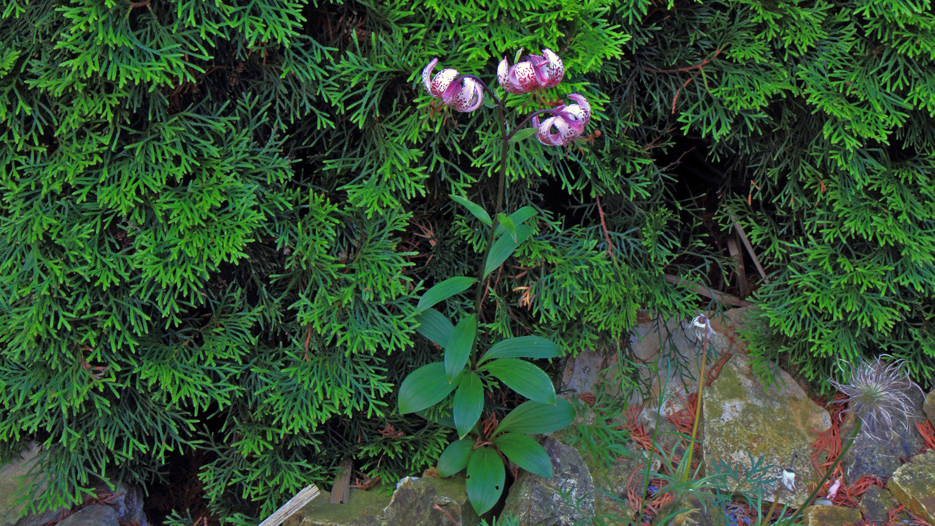 Lilium martagon-Türkenbund in meinem Alpinen Gartenteil...