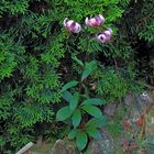 Lilium martagon-Türkenbund in meinem Alpinen Gartenteil...