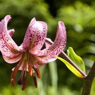 Lilium martagon - Türkenbund-Lilie