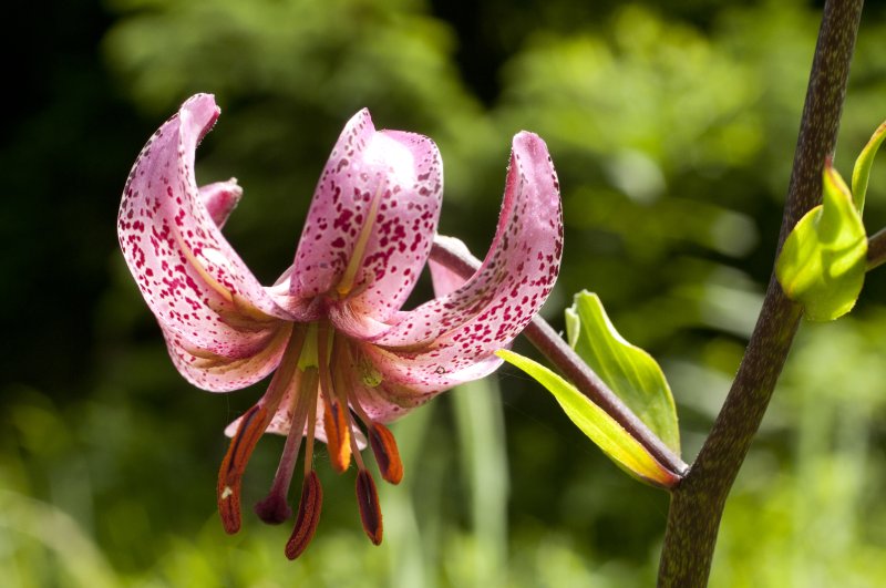 Lilium martagon - Türkenbund-Lilie