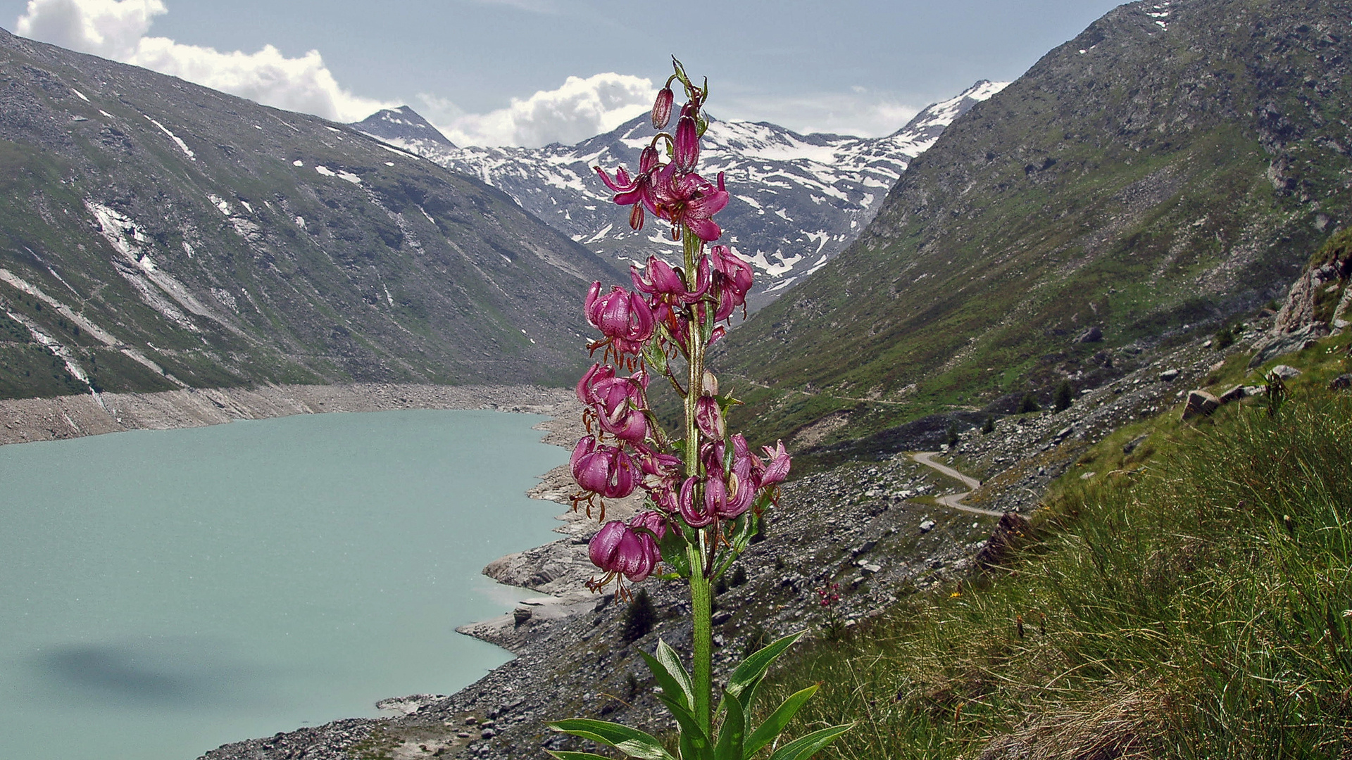 Lilium Martagon-Türkenbund vor 17 Jahren am Mattmarkstausee im Wallis...