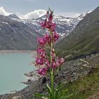 Lilium Martagon-Türkenbund vor 17 Jahren am Mattmarkstausee im Wallis...