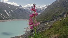 Lilium Martagon-Türkenbund vor 17 Jahren am Mattmarkstausee im Wallis...