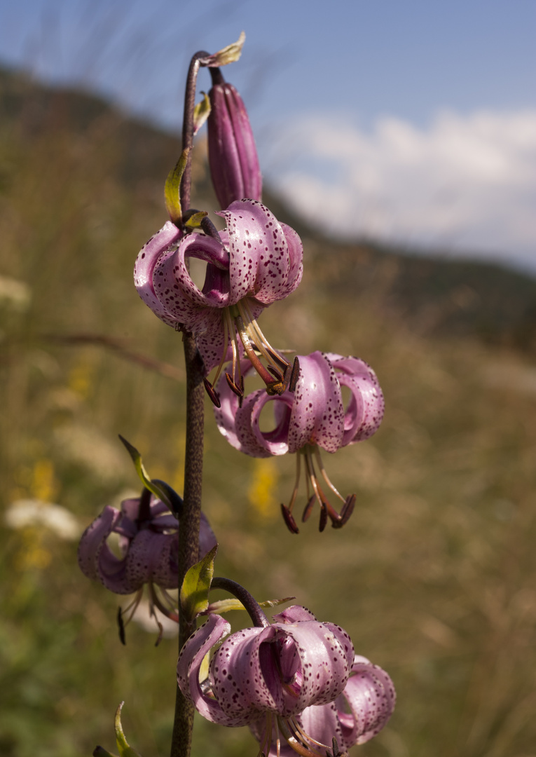 Lilium martagon - Türkenbundlilie