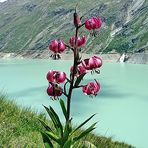 Lilium  martagon - Türkendbund am Mattmark in 2250m Höhe  Variante 2