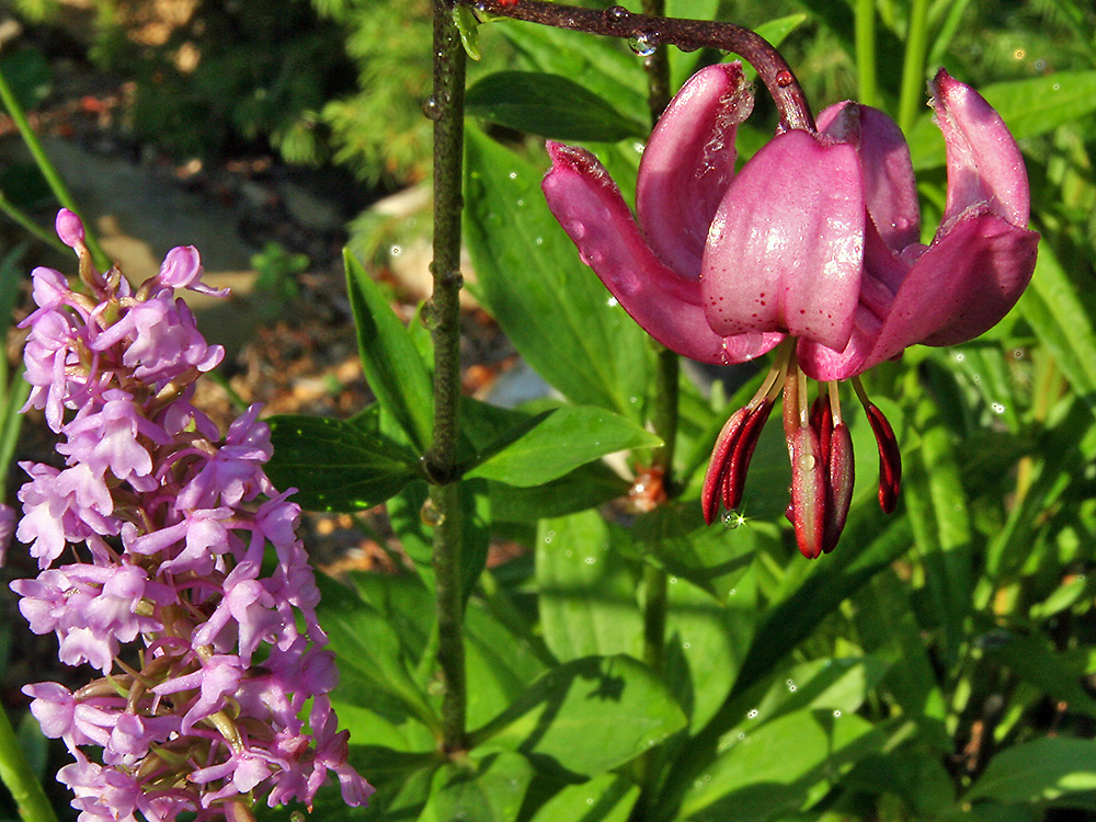 Lilium martagon und Gymnadenia conopsea (Türkenbund und Mückenhandwurz) im Alpinum