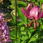 Lilium martagon und Gymnadenia conopsea (Türkenbund und Mückenhandwurz) im Alpinum