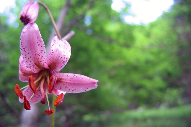 Lilium martagone