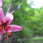 Lilium martagone