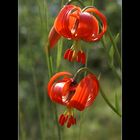 Lilium Matagon