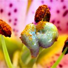 Lilium orientale Pimento