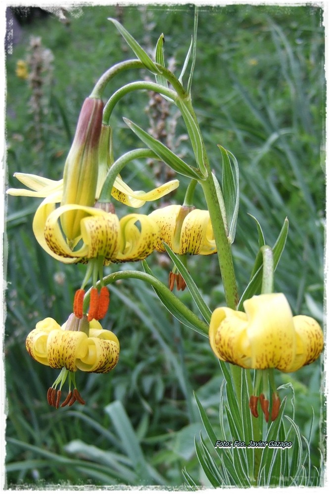 Lilium pirenaicum