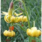 Lilium pirenaicum