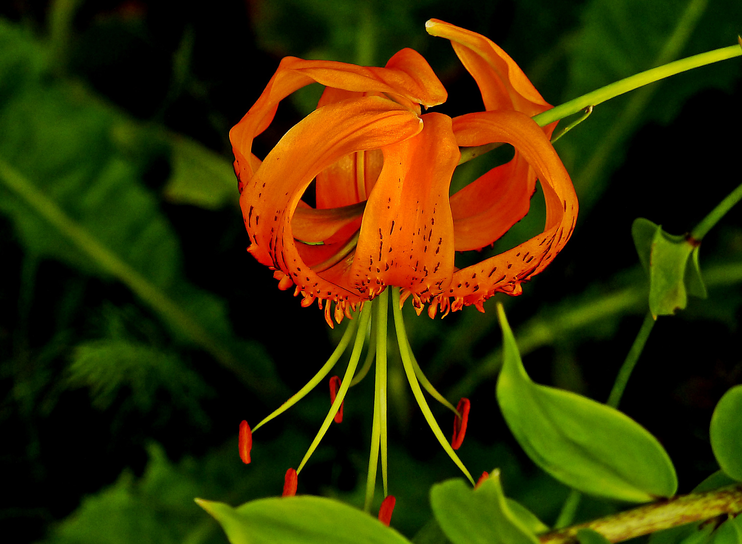 Lilium pomponium