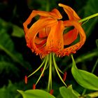 Lilium pomponium