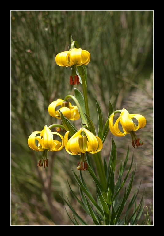 lilium pyrinaico(marcolic groc)