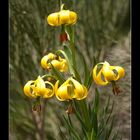 lilium pyrinaico(marcolic groc)