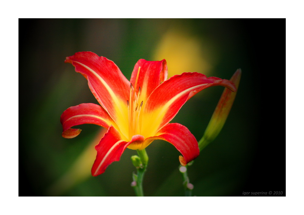 Lilium red