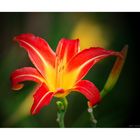 Lilium red