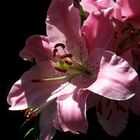 Lilium rose