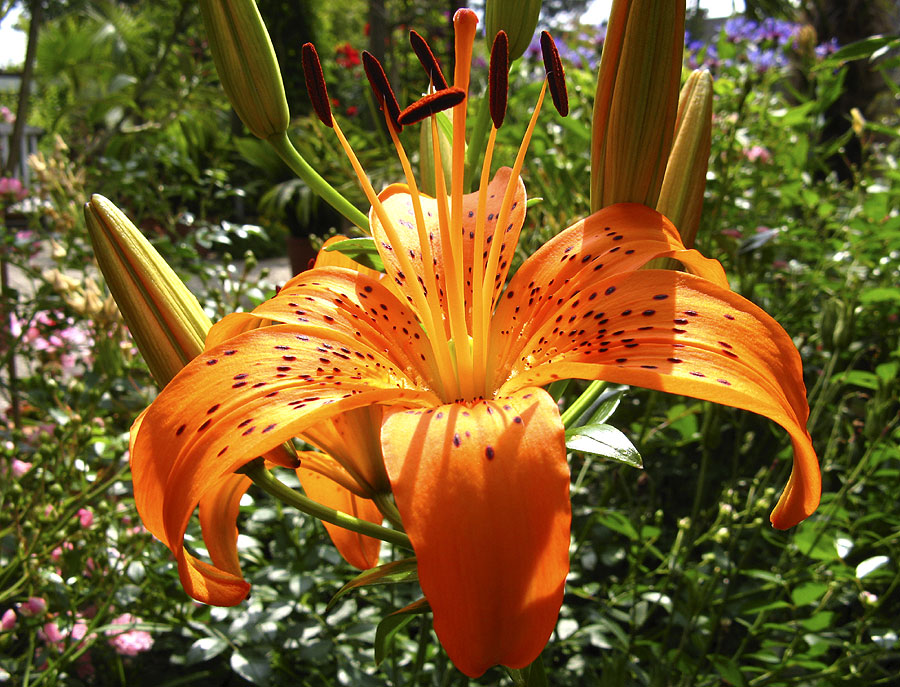 Lilium tigrinum