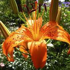 Lilium tigrinum