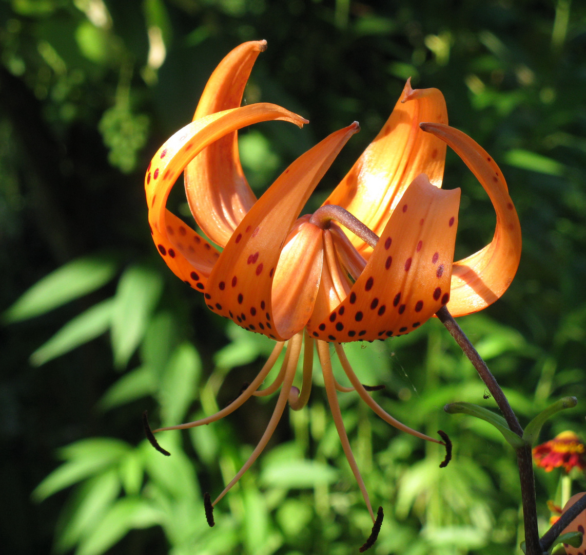 lilium tigrinum